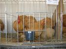IMG_0103 - Copy