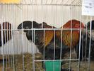 IMG_0108 - Copy