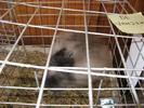 IMG_0123 - Copy