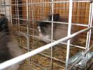 IMG_0124 - Copy