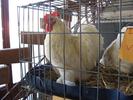 IMG_0128 - Copy