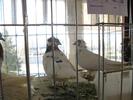 IMG_0131 - Copy