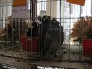 IMG_0136 - Copy