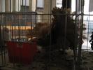 IMG_0137 - Copy