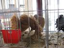 IMG_0138 - Copy