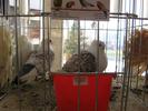 IMG_0139 - Copy