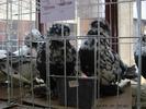 IMG_0143 - Copy