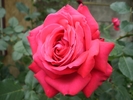 Trandafir superb