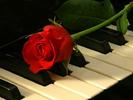 Trandafirul de pe pian