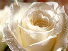 Trandafirul alb