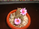 mammillaria  grahamii