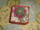 mammillaria pseudoperbela