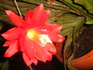 Picture 657epiphyllum