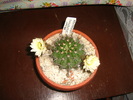 acanthocalycium   thionantum