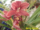 cimbidium vivi23ro