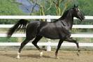 Stud-Horse