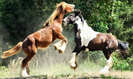 tango_red_play3