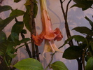 Brugmansia de la Gommer 2010