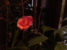 Camellia Japonica Franta 2010