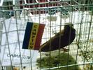 jucator de constanta
