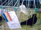 jucator de constanta