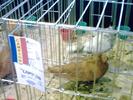 jucator de constanta