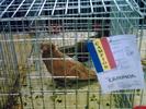 jucator de constanta