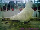pescarus chinez