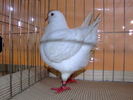 DSCF3727