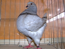 DSCF3731