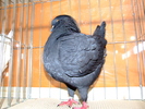 DSCF3734