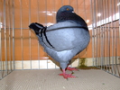 DSCF3743