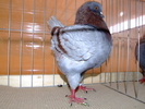 DSCF3746