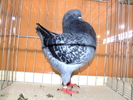 DSCF3747