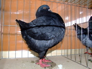 DSCF3750