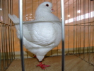 DSCF3754
