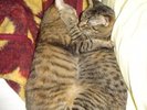 pisicile_mele_somnoroase_a