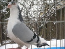 mascul 3 (2)