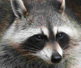 raccoon1