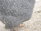 P1100929