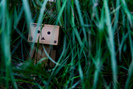 dambo-in-the-jungle-cc-by-craigmdennis