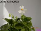 Alan's Fallen Angel