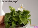 Alan's Fallen Angel