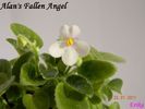 Alan's Fallen Angel