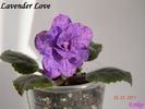 Lavender Love 2011 ian 25