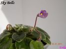 Sky Bells 2011 ian 25