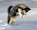 Siberian-Husky-Puppy-5