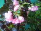 DSC03747