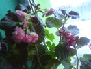 DSC03754