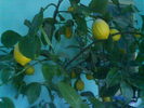 DSC03703